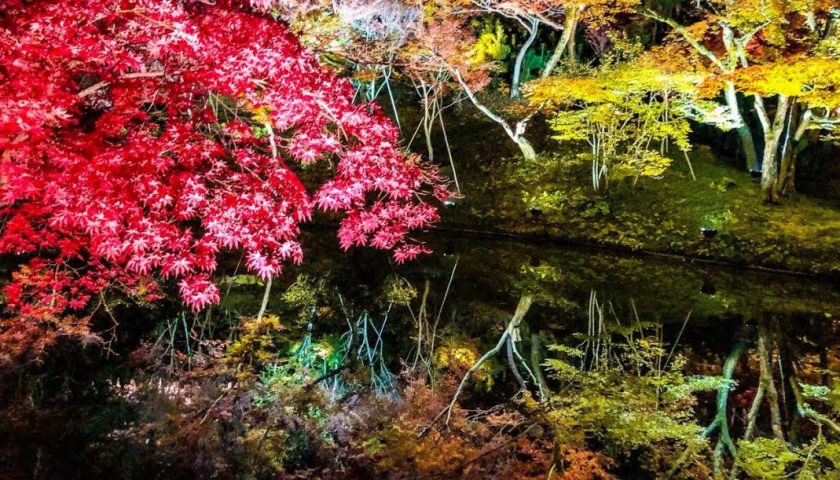 動画で国内旅行　京都府　高台寺の絶景紅葉ライトアップ　Autumn Leaves at Kodaiji Kyoto (Night)