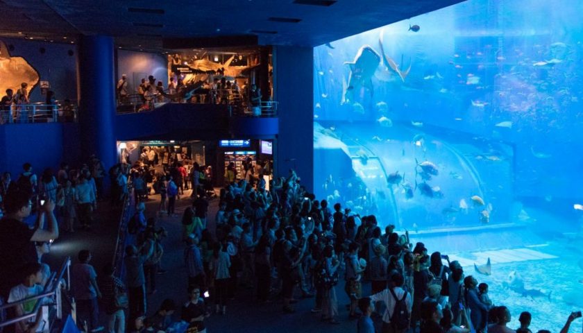 動画で国内旅行　沖縄県　美ら海水族館・黒潮の海　Kuroshio Sea at Okinawa Churaumi Aquarium, Okinawa, Japan