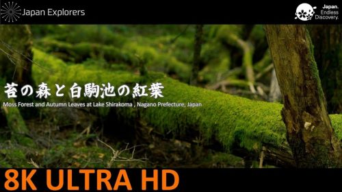 動画で国内旅行 長野県 苔の森と白駒池の紅葉 Moss Forest and Autumn Leaves at Lake Shirakoma, Nagano 動画で国内旅行 長野県 苔の森と白駒池の紅葉 Moss Forest and Autumn Leaves at Lake Shirakoma, Nagano