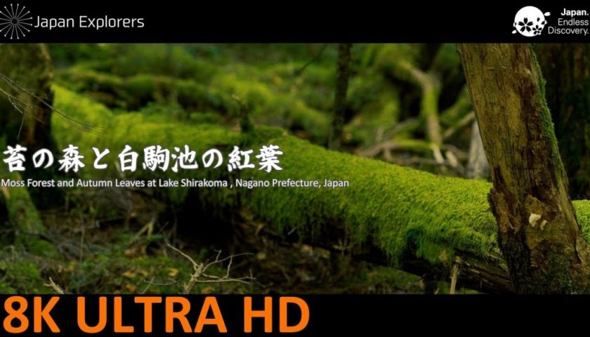 動画で国内旅行　長野県　苔の森と白駒池の紅葉 Moss Forest and Autumn Leaves at Lake Shirakoma, Nagano