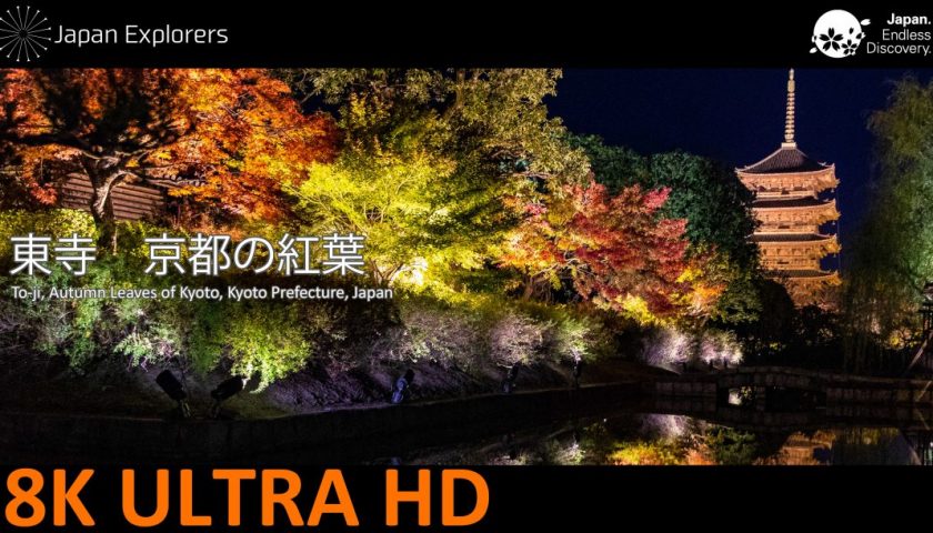 動画で国内旅行　京都府　東寺・ライトアップ紅葉　To-ji, Kyoto