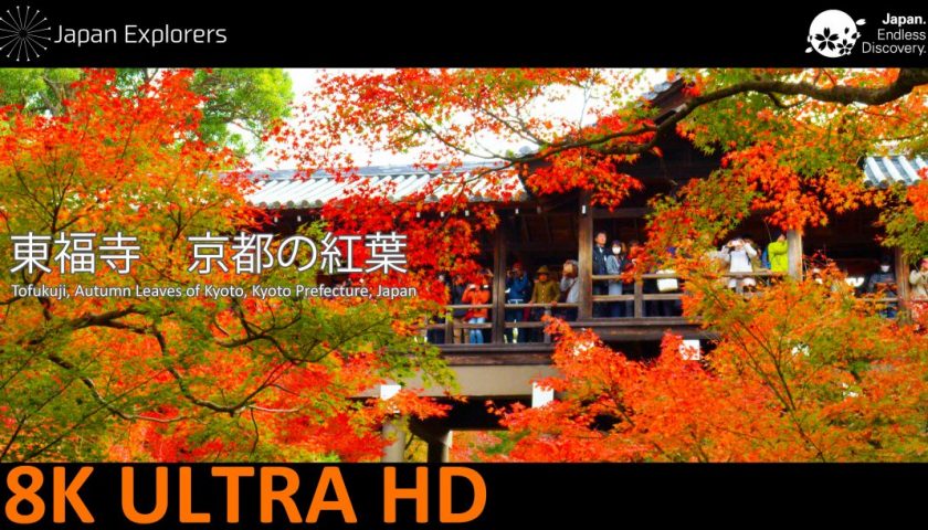 動画で国内旅行　京都府　東福寺の紅葉　Autumn Leaves of Tofukuji, Kyoto