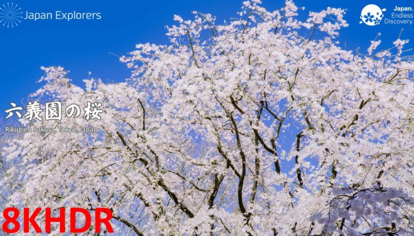 動画で国内旅行　東京　六義園の桜, Rikugien Cherry Blossoms, Tokyo