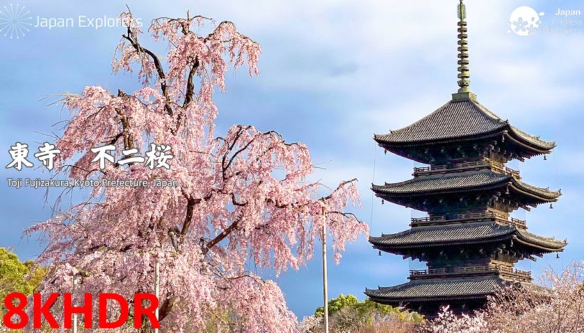 動画で国内旅行　京都　東寺「不二桜」, Toji Fujizakura, Kyoto